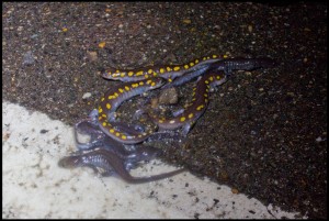 Salamanders_1