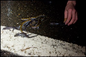 Salamanders_2