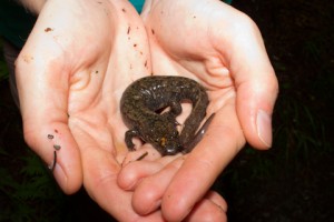 Black-bellied salamander (Desmognathus quadramaculatus), the largest Desmog to comapre with the smallest Desmog