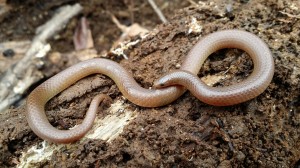 worm snake