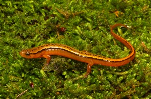 Southern two-lined salamander (Eurycea cirrigera)