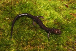 Plethodon nettingi also have a somewhat restricted range, found at high elevations typically in spruce habitat in West Virginia