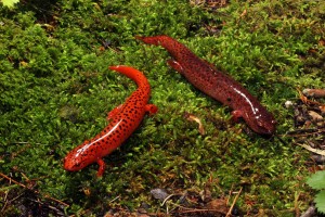 Two Pseudotriton ruber from near Peaks of Otter, Virginia
