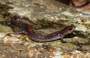 The Big Levels salamander (Plethodon sherando) is only found within a small area of Augusta County, VA