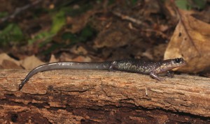 Plethodon wehrlei were fairly common at my West Virginia sites