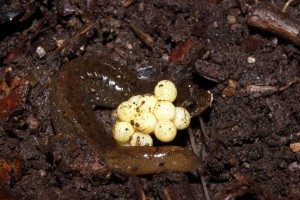 Desmog sp. with eggs