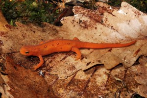 Eastern red-spotted newt (Notophthalmus viridescens)