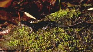 Plethodon teyahalee is found in the southern Appalachians and can hybridize with several other species